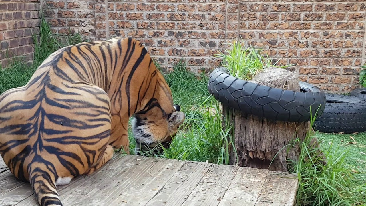 vlogs in spanish Introducing animals to each other !