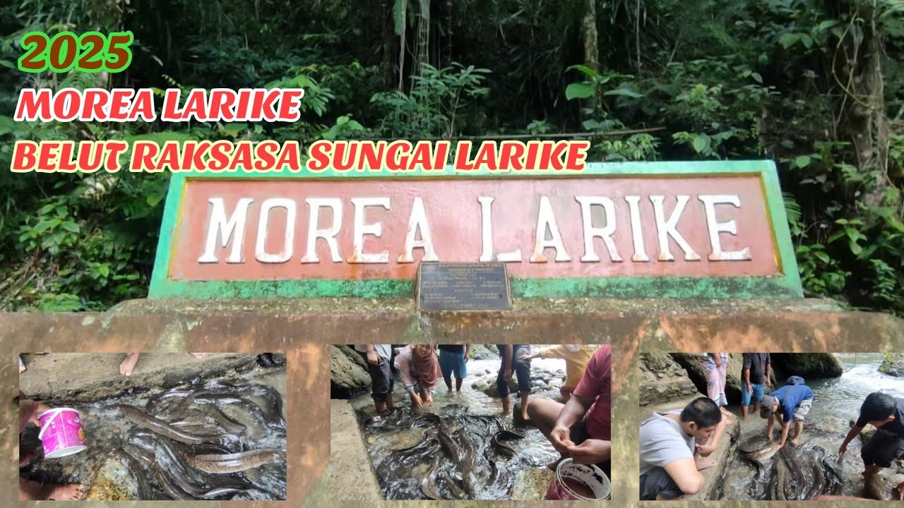 Morea Desa Larike Maluku Tengah 2025