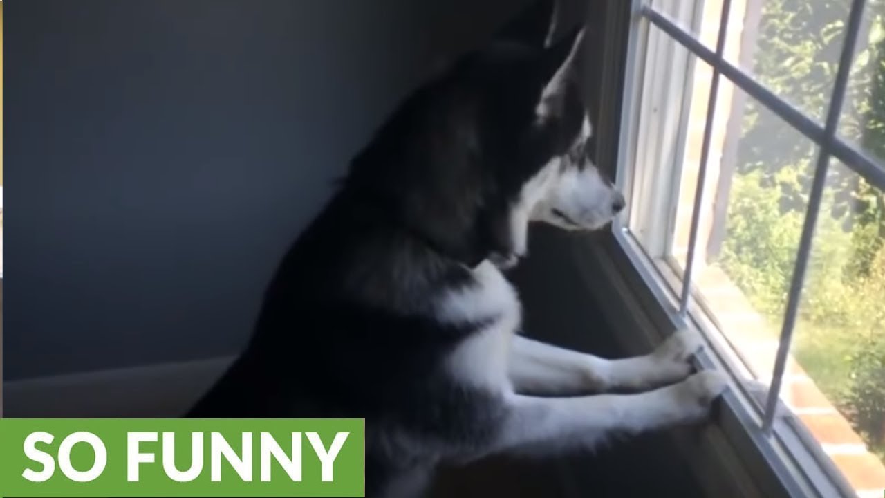 videos for cats Husky can't contain himself after spotting deer herd in front of house