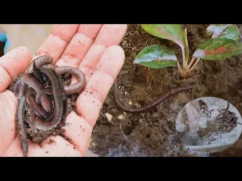 MGA BULATI SA HALAMAN | AMAH'S VLOG - YouTube