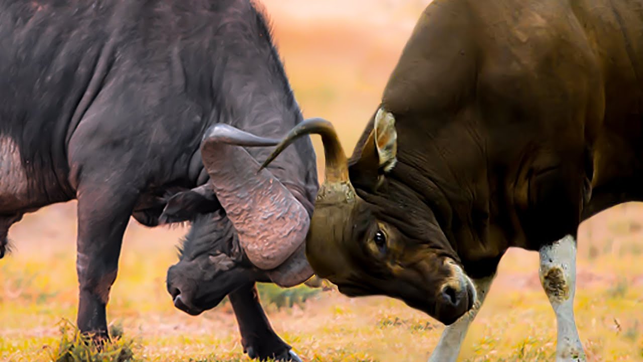 Banteng vs Kerbau Afrika - Siapa yang Menang?