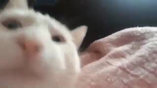Cat Jam Orginal #Shorts