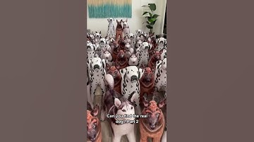 Thumbnail of Can you find the real dog? #shorts