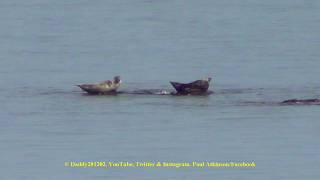 Seals off Mousehole, 26-08-2017