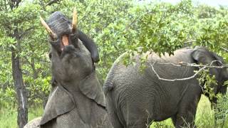 elephant wrestlemania
Lets get ready to rumble. Only that announcement was missing from our morning spent watching a herd of elephants stage their version of Wrestlemania at Royal Malewane Game Reserve in South Africa. It was a head butting, trunk twisting festival of action. elephant wrestlemania