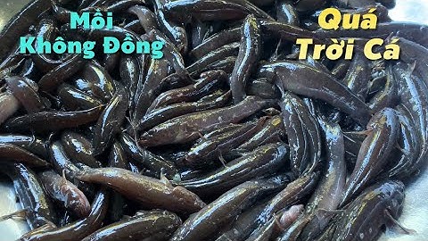 Bài mồi huyền thoại không đồng đặc cá Bống Dừa dính thấy mà ham | Cù Lao Dung Vlogs #593