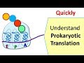 Translation in prokaryotes  protein synthesis in prokaryotes