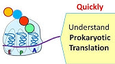 The Central Dogma (English version) - YouTube
