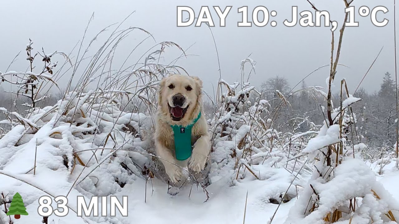 WanderingDay 10: 83 Min Misty Forest Walk with Golden Retriever Corrie | Snow Crunch ASMR 4K POV