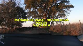 Vacas Nos Impiden El Paso, Estan Enfurecidas Pamela Galdos