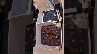 My dog ate her puppy as a survival instinct it was painful😢#bulldog #puppy #viral #trend #viralshort