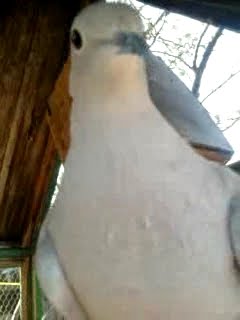 MEKI SHOW - nÉzzék emberkék !