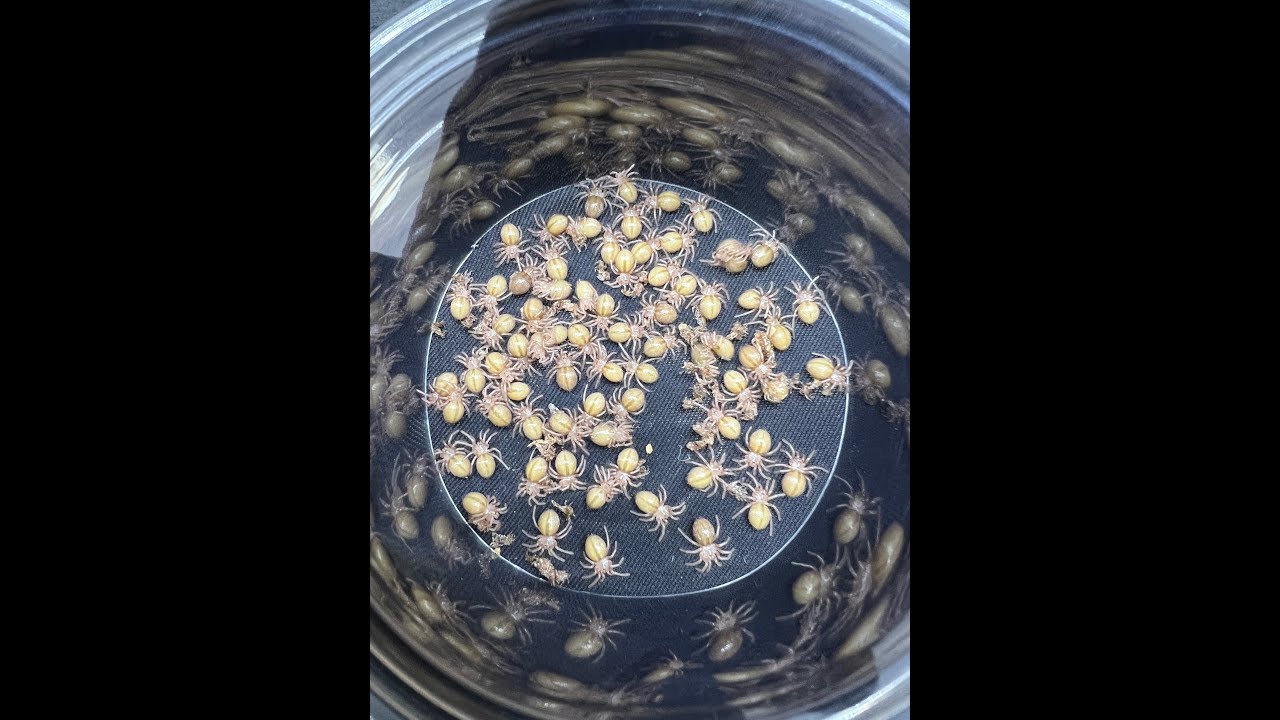 Sling care to Juvies the Beastie Way