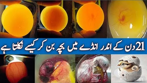 Egg Candling from day 1 to 21 ۔ The Ultimate Guide to Checking Fertility | Development | new video 