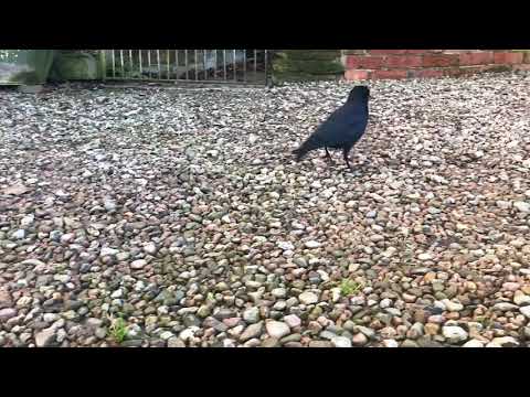 Wild JackDaw became my friend