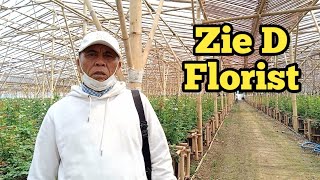 Part- 1 Zie-D Florist | Kebun Bunga Mawar Terluas Di Kp. Tugu Tugumukti - Cisarua, Bandung Barat