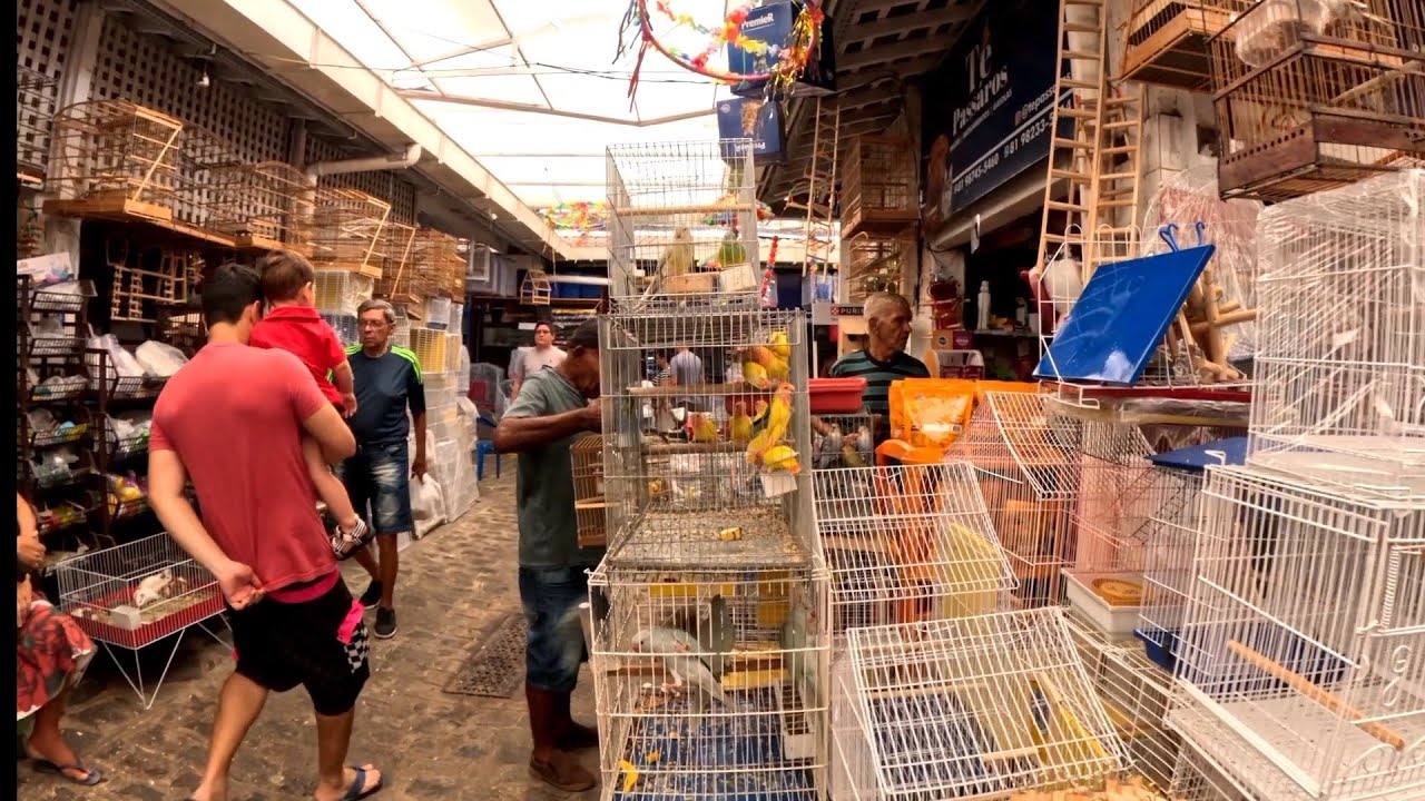 FEIRINHA DE GAIOLAS, PÁSSAROS E PEIXES NO MERCADO DA MADALENA RECIFE - PE. 23/02/26.