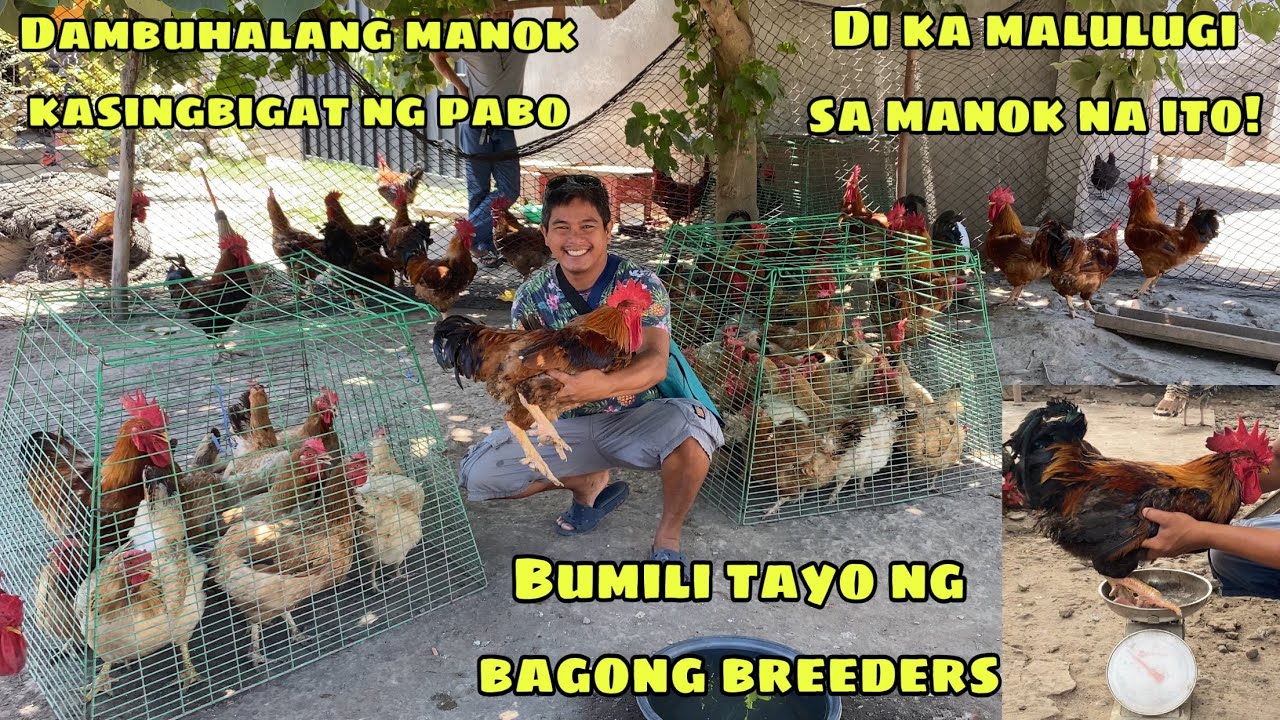 ITO ANG MANOK NA DI KA MALULUGI | MALA-DAMBUHALANG MANOK NA KASING BIGAT NG PABO | BAGONG BREEDERS