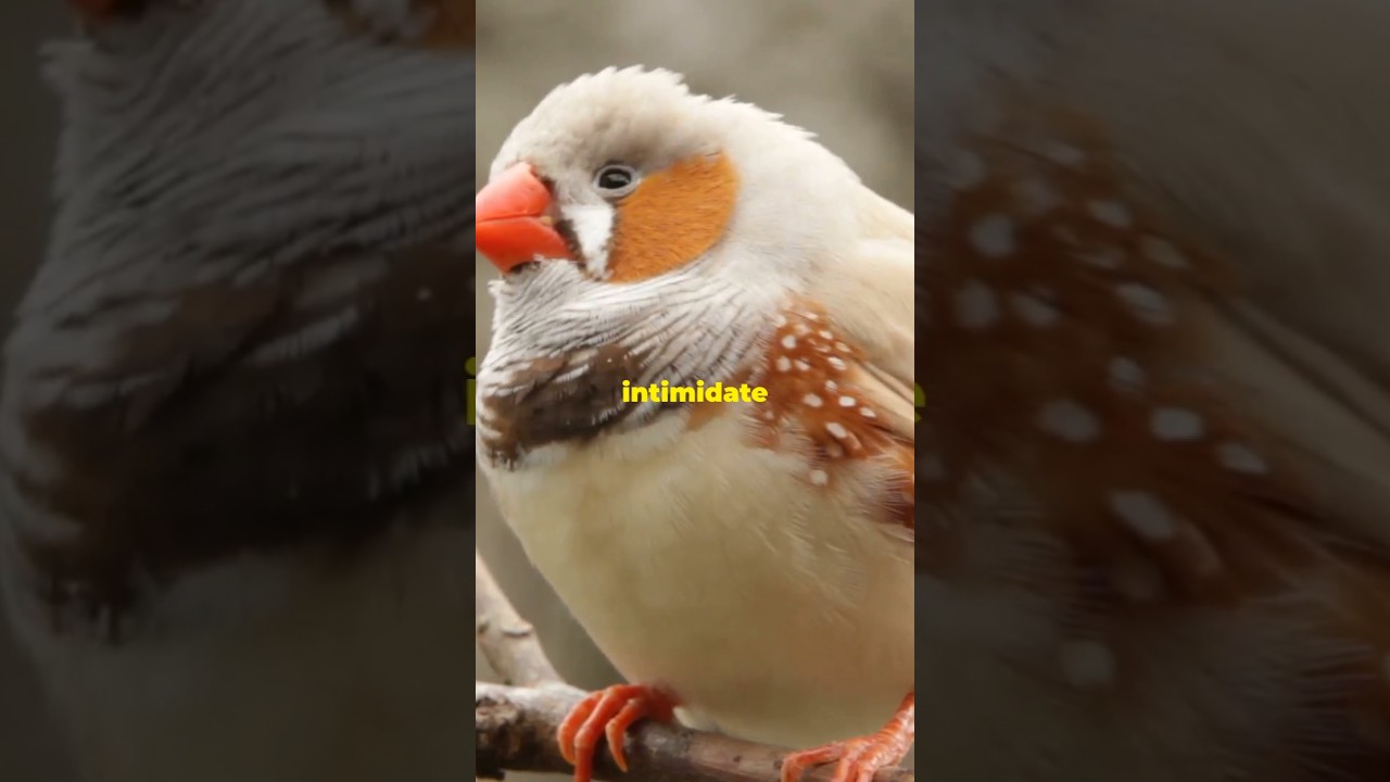 The Fascinating World of Finch Birds!. 