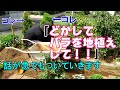 71＿VLOG庭　バラ２本を地植えしました