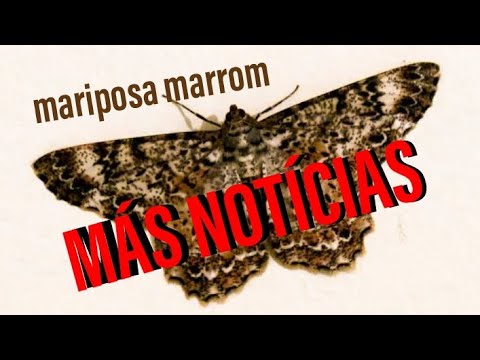 Vídeo: Mariposa De Cominho Sem Vergonha