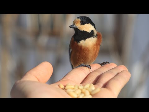 Bird Feeding ㅣBird feeder in backyard ㅣ Wildlife Vlog in the South KoreaㅣENG SUB