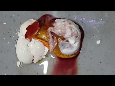Chicks Out From Eggs With Machine