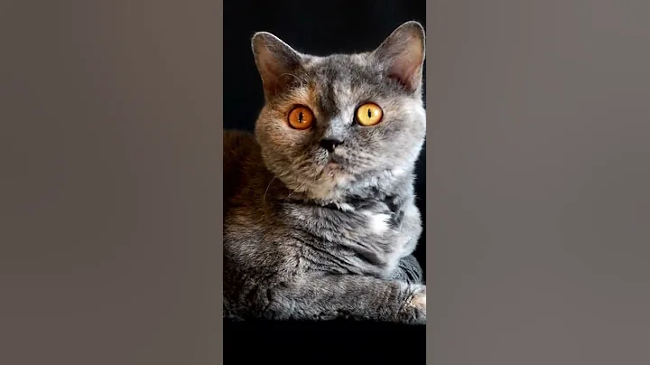 Watch the video about How to Understanding Cat Aggression ?? #Short