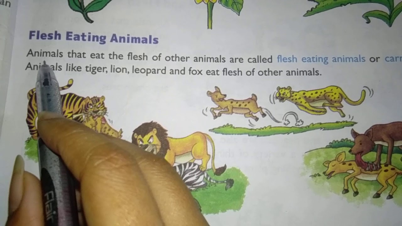 Flesh eating animals (class 3)(lesson 4) - YouTube