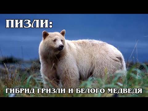 POLAR GRIZZLY: Grolar-a hybrid of a white and brown bear | Interesting facts about bears and animals