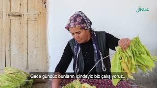 Tütün üreticileri aç kalacak