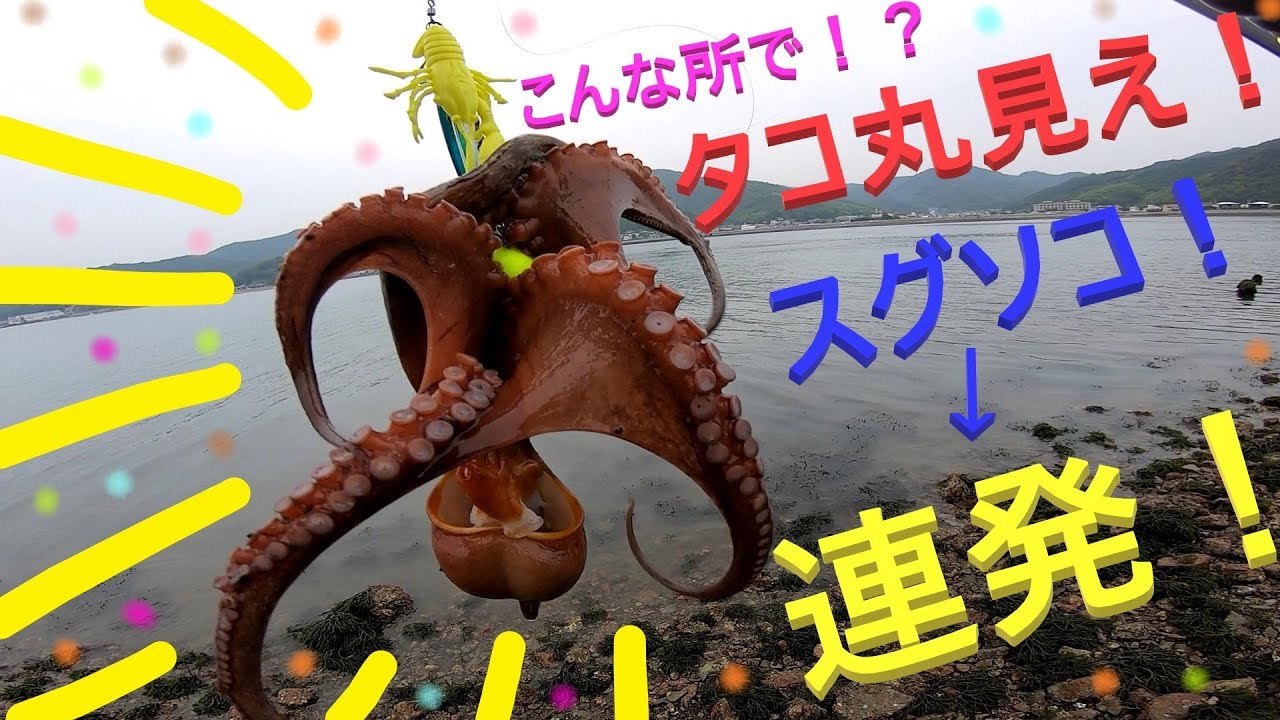 【神回】タコ丸見え！タコ連発！ デビルパラシュートでオクトパッシング！【タコ釣り】