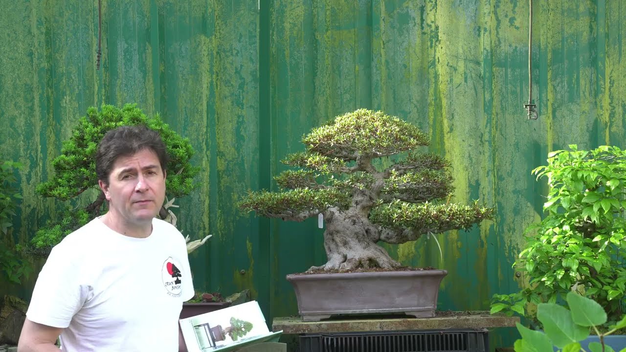 bonsai ulme schneiden Ulmus