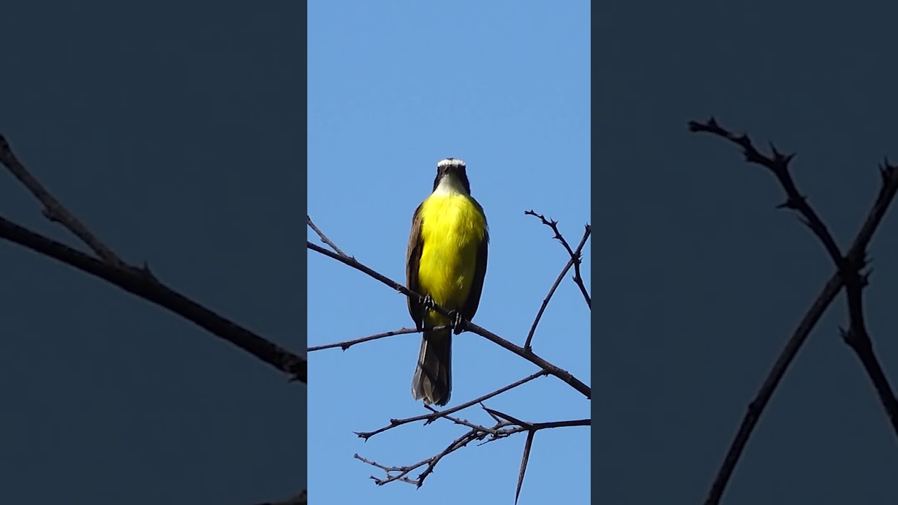 Rusty-margined Flycatcher 