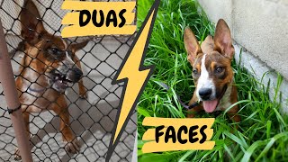 As duas faces de um cão