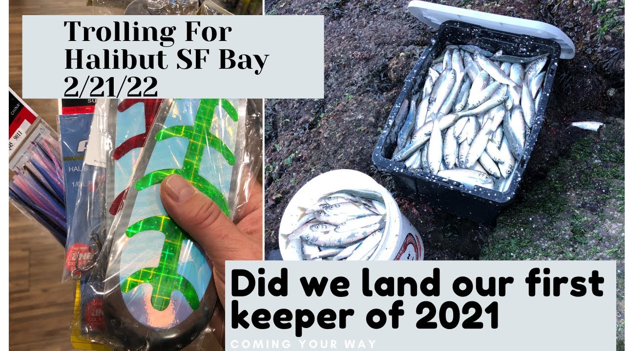 2/21/21 San Francisco Bay Halibut! Early season Halibut fishing with