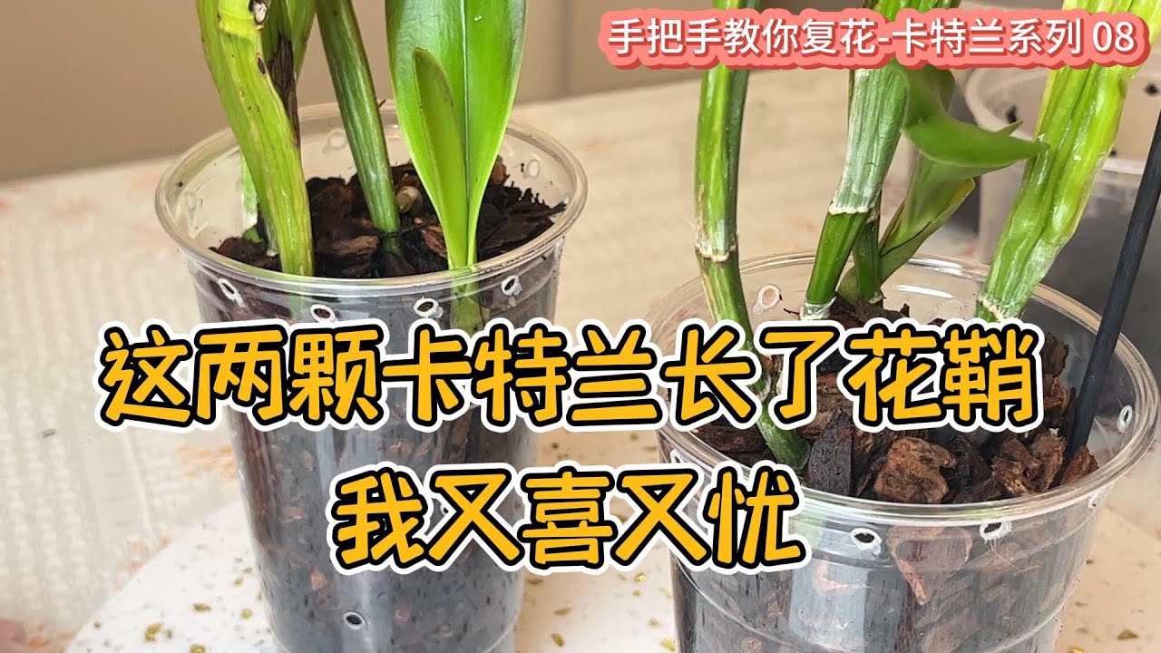 手把手教你复花-卡特兰系列 08 这两颗卡特兰长了花鞘，我又喜又忧