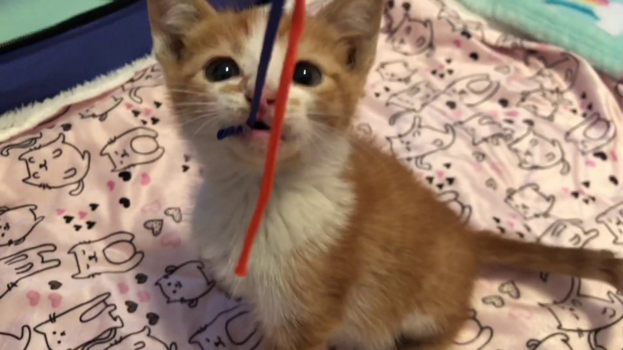 Feral Kittens Learn to Play! 