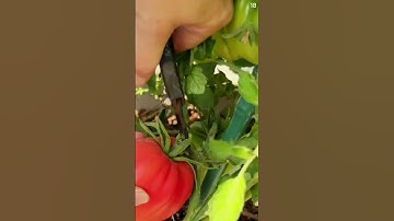 Petani sederhana panen tomat super unik sangat segar dikebun tanpa alat bantu #shorts