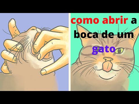 como abrir a BOCA do GATO