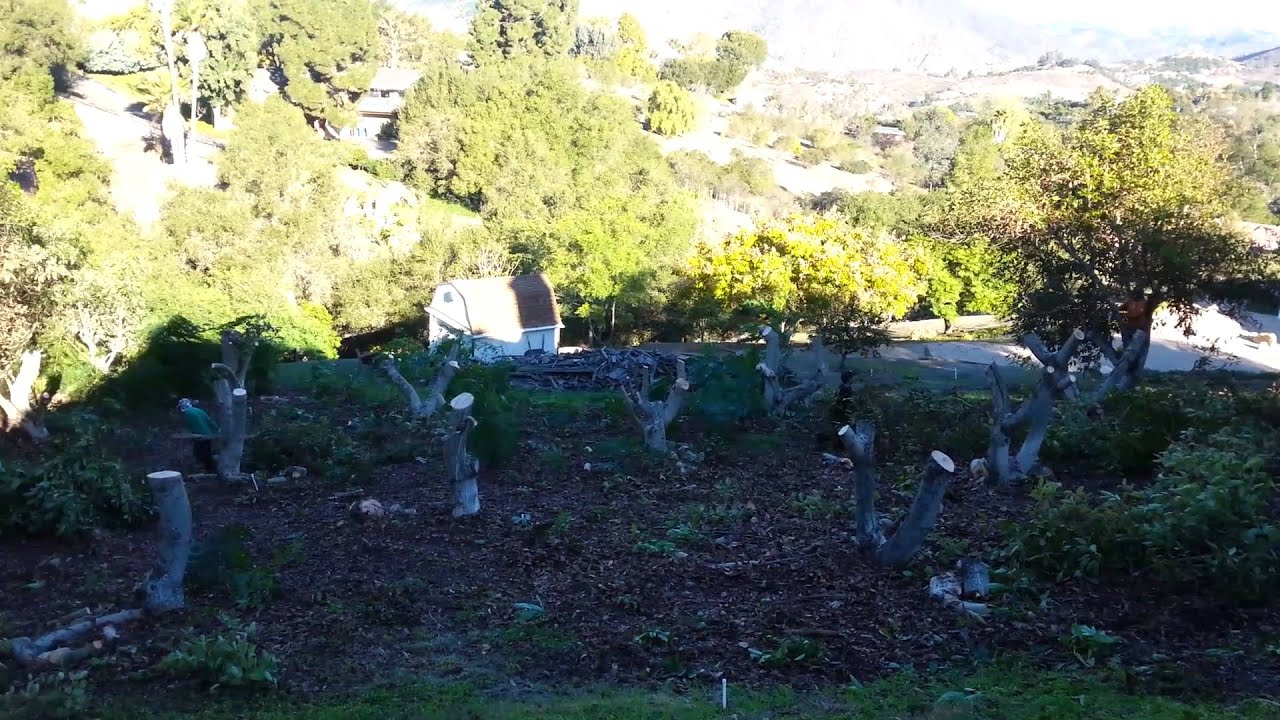 Over 100 trees in an avocado grove for trimming and removals in