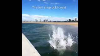 Fastest dog in Australia. cattle dog racing our boat . Fishing, water, fastest dog, jumping dogs