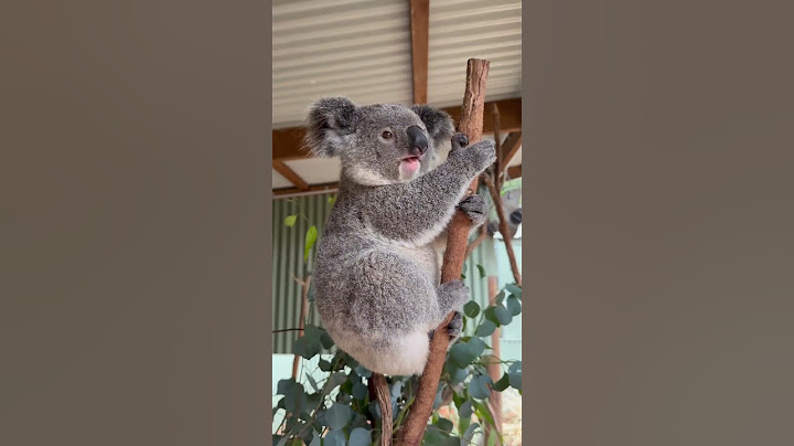 Feeding Koalas in Sydney, Australia #koala #koalas #sydneyaustralia #sydney