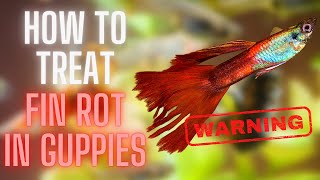 Guppy Fish Care – Fin Rot In Guppies, How To Treat Fin Rot In Guppies ?
