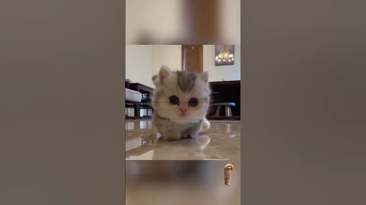 Watch the video about Kitty cuteness overflow. #funny #pet#cat