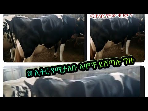 ቪዲዮ: በግል ቤት ውስጥ ኢንተርኔት። ያለ ስልክ እና ሽቦዎች