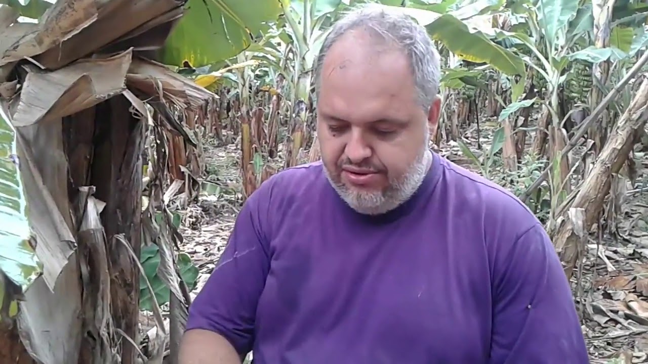 Como identificar e tratar os nematóides na bananeira