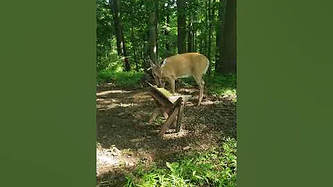 The Deer Whisperer