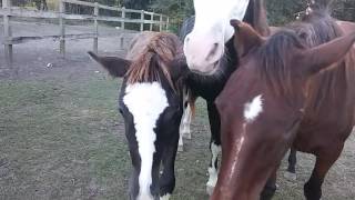 Habitat for Horses Texas