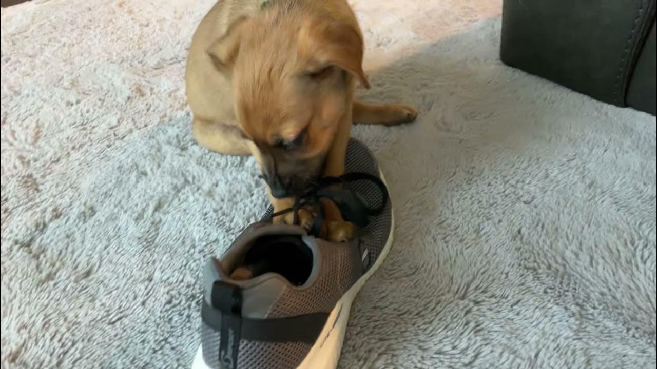 Dog eats shoe YouTube